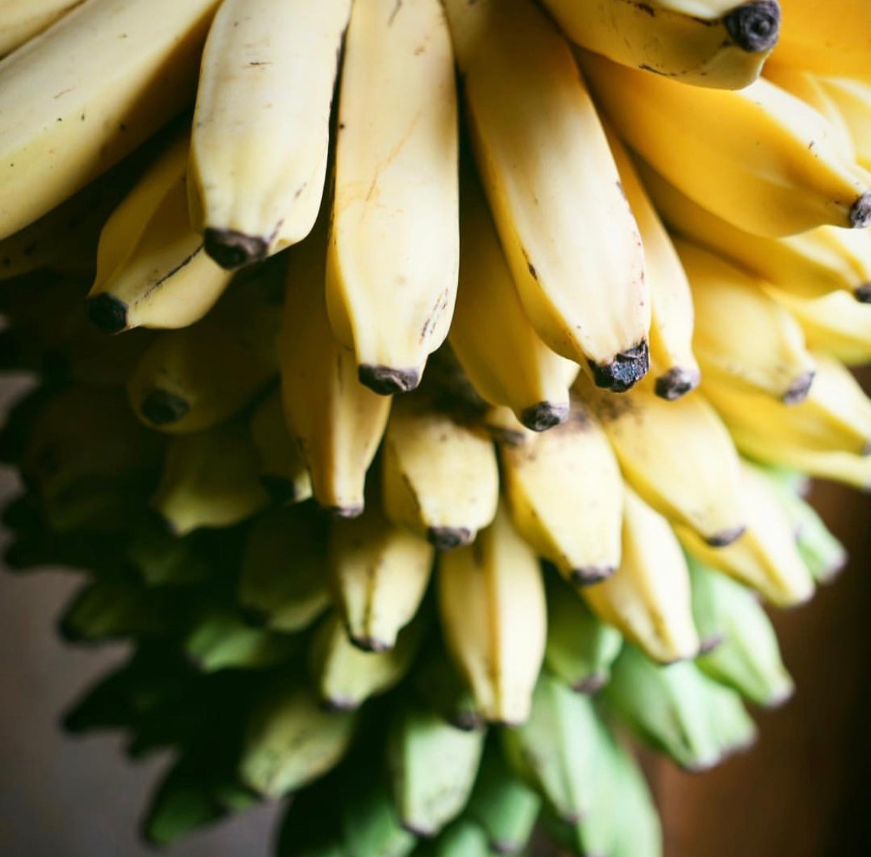 Organic Dried Apple Bananas
