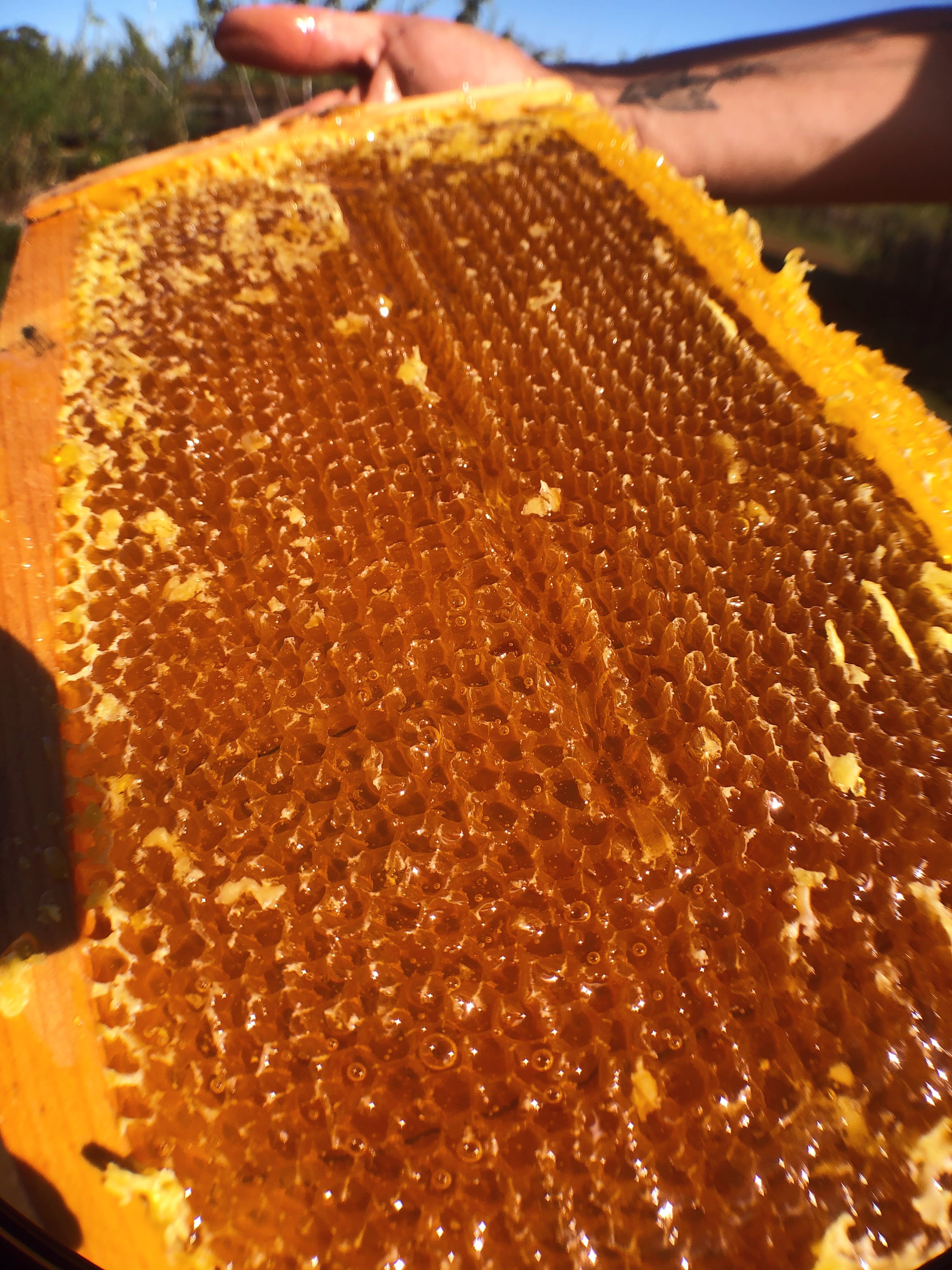 1 Freshly Dried Real USA Honeybee Natural Honeycomb + 12 Free Bees