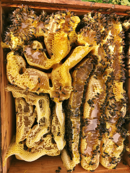Raw Hoku Hawaiian Honey (12 oz)